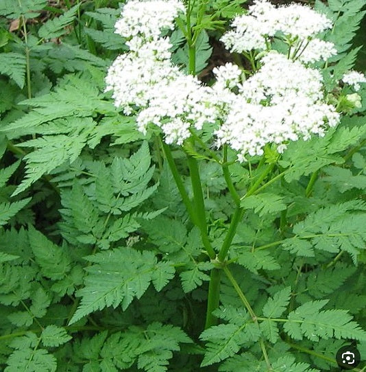 Sweet Cicely | Myrrhis Odonata | 30+ seeds | Sweet Chervil