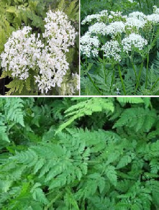 Sweet Cicely | Myrrhis Odonata | 25+ seeds | Sweet Chervil