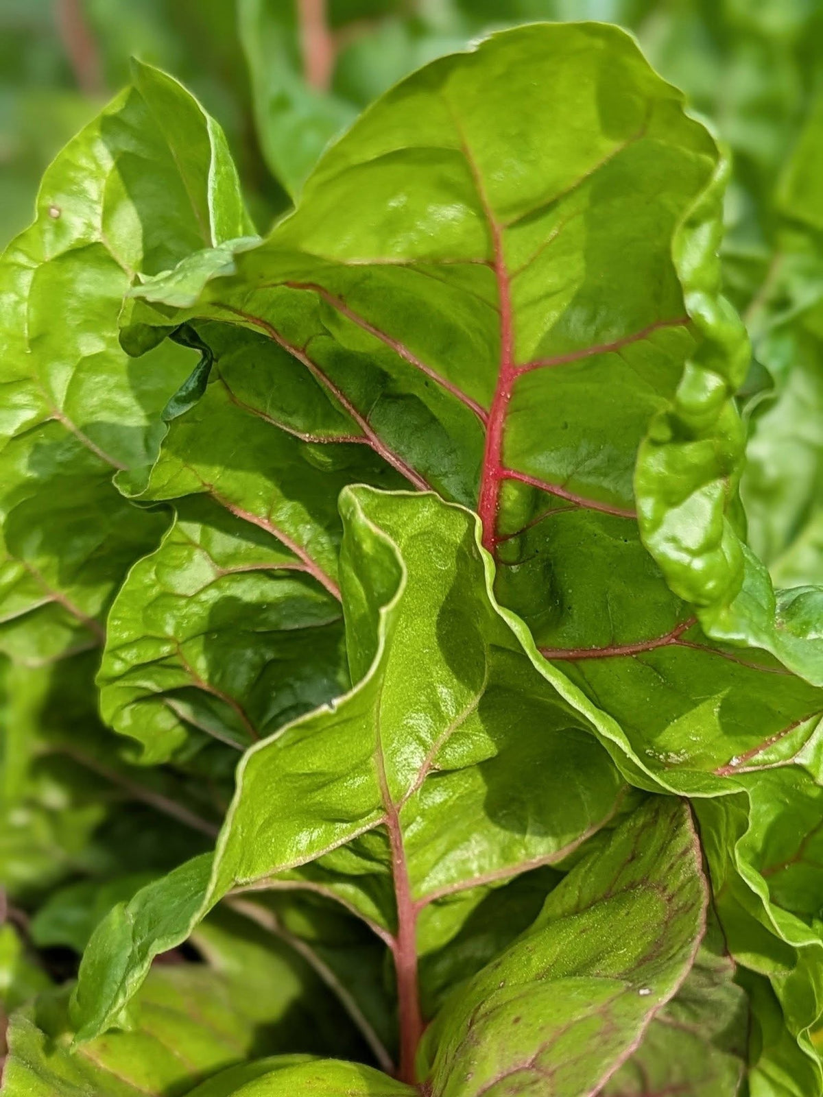 Swiss Chard seeds | Organic | 200+ seeds | Easy | Hight Nutricious | Microgreens