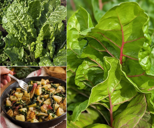 Swiss Chard seeds | Organic | 200+ seeds | Easy | Hight Nutricious | Microgreens
