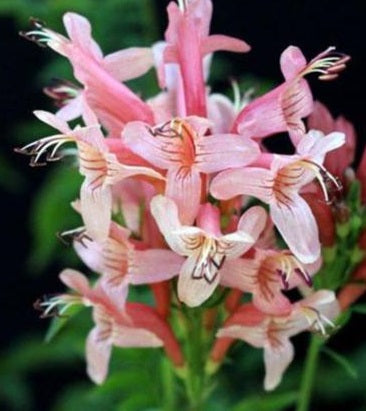 Cape Honeysuckle - Pink | Tecoma Capensis | 20+ seeds