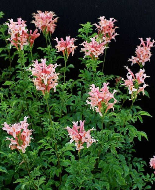 Cape Honeysuckle - Pink | Tecoma Capensis | 20+ seeds