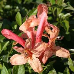 Cape Honeysuckle - Pink | Tecoma Capensis | 20+ seeds