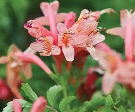 Cape Honeysuckle - Pink | Tecoma Capensis | 20+ seeds