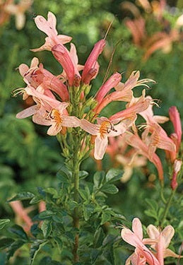 Cape Honeysuckle - Pink | Tecoma Capensis | 20+ seeds