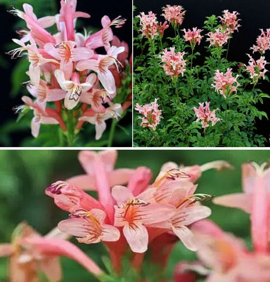 Cape Honeysuckle - Pink | Tecoma Capensis | 20+ seeds