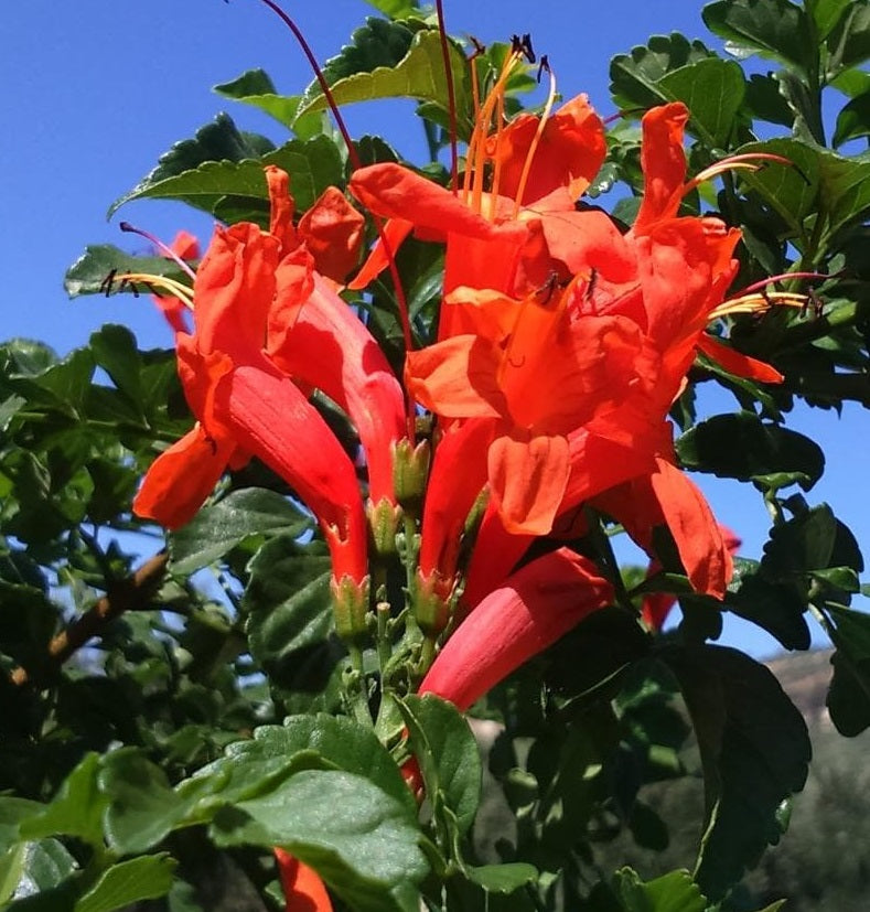Cape Honeysuckle - Red | Tecoma Capensis | 20+ seeds | Climber