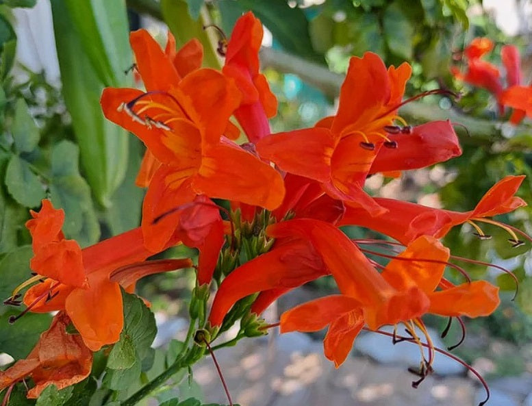 Cape Honeysuckle - Red | Tecoma Capensis | 20+ seeds | Climber