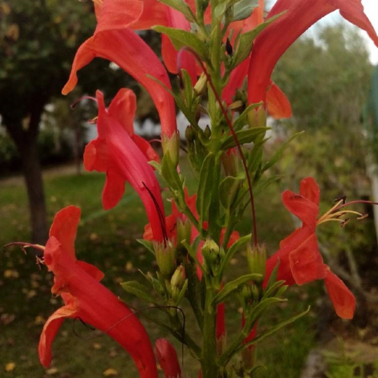 Cape Honeysuckle - Red | Tecoma Capensis | 20+ seeds | Climber