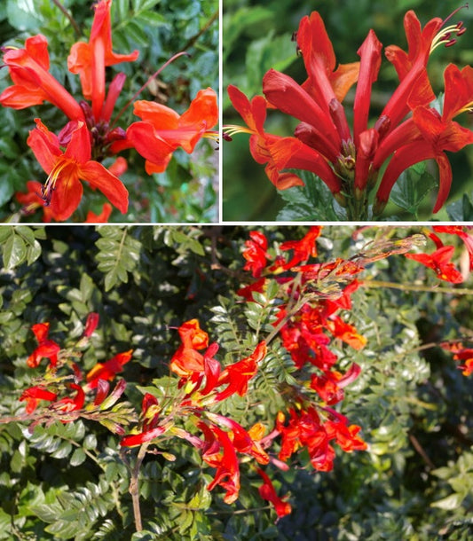 Cape Honeysuckle - Red | Tecoma Capensis | 20+ seeds | Climber