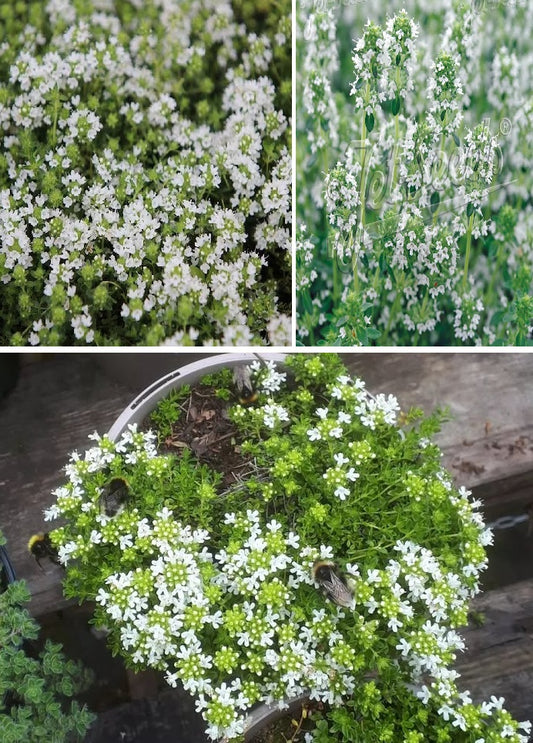 Share White Creeping Thyme seeds | "Snowthyme" | 100+ Premium Seeds | Thymus Serpyllum