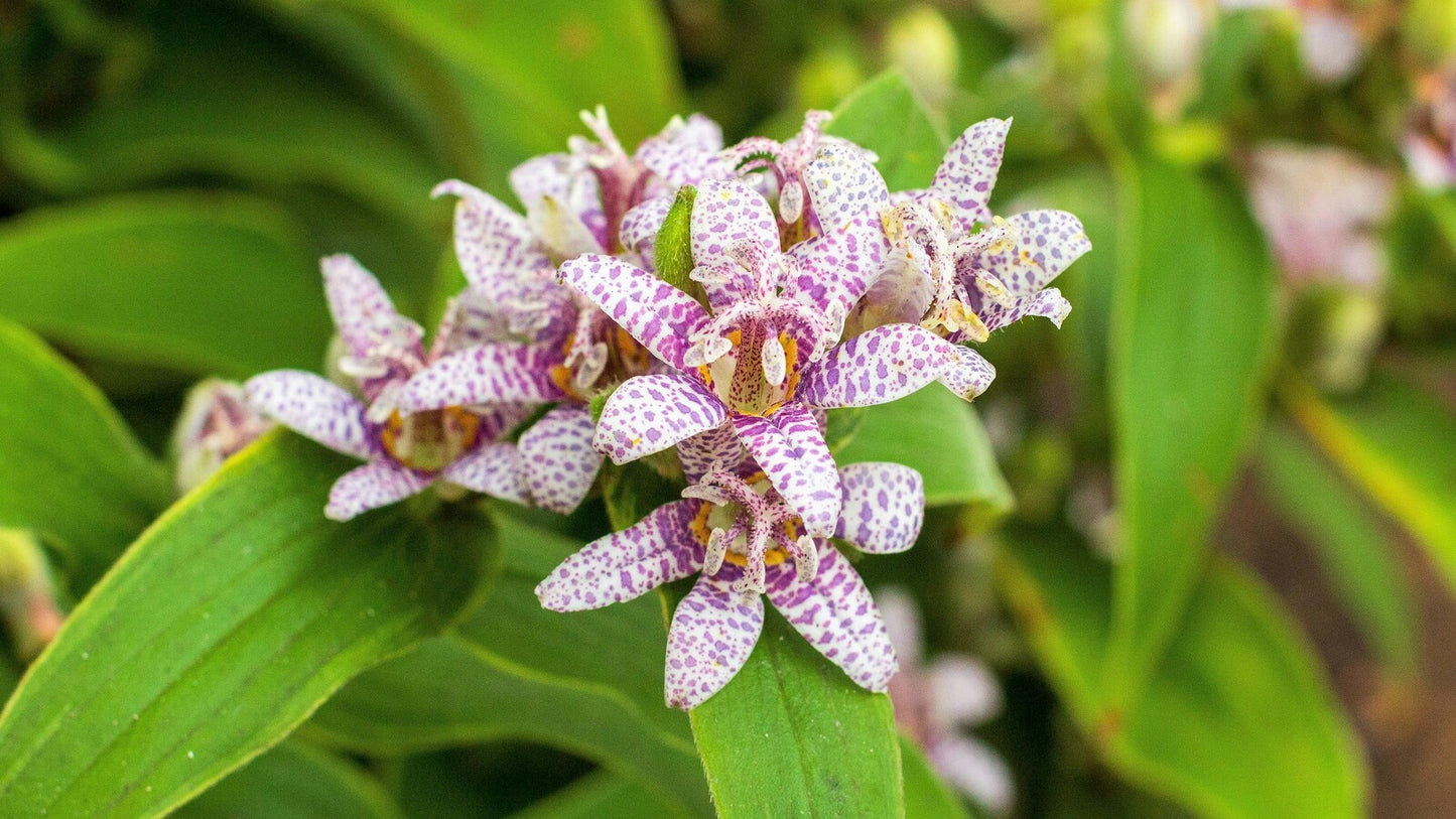 Toad Lily | Tricyrtis Hirta | 30+ seeds | Perennial | Shade Loving