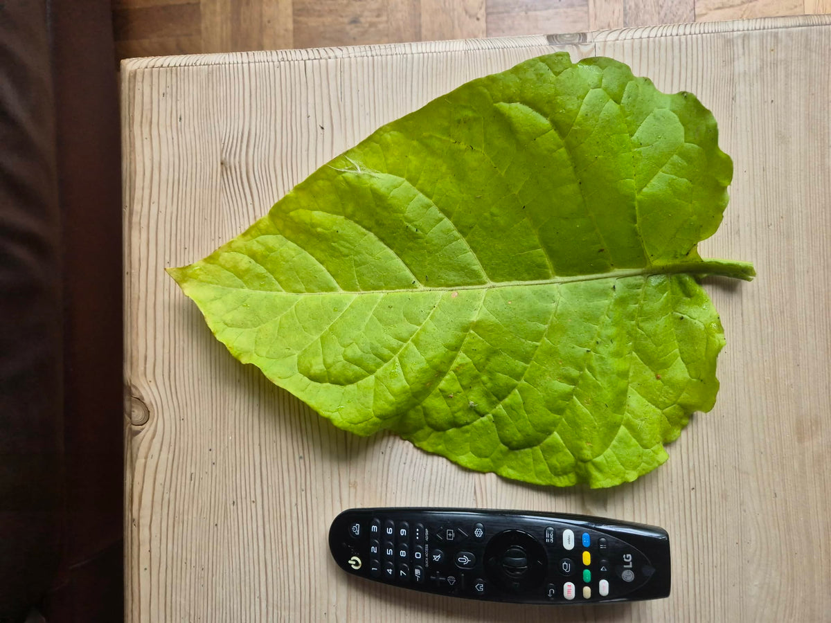 Tobacco (Golden Virginia) | 500+ seeds approx | UK organically grown
