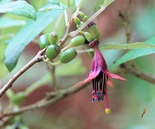 Tree Fuchsia | Fuchsia Excorticata | 25+ seeds | New Zealand | Kōtukutuku