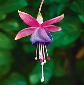 Tree Fuchsia | Fuchsia Excorticata | 25+ seeds | New Zealand | Kōtukutuku