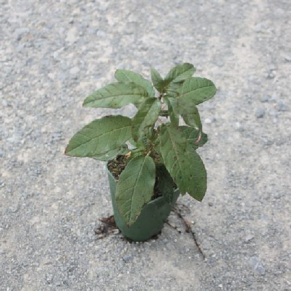 Tree Fuchsia | Fuchsia Excorticata | 25+ seeds | New Zealand | Kōtukutuku