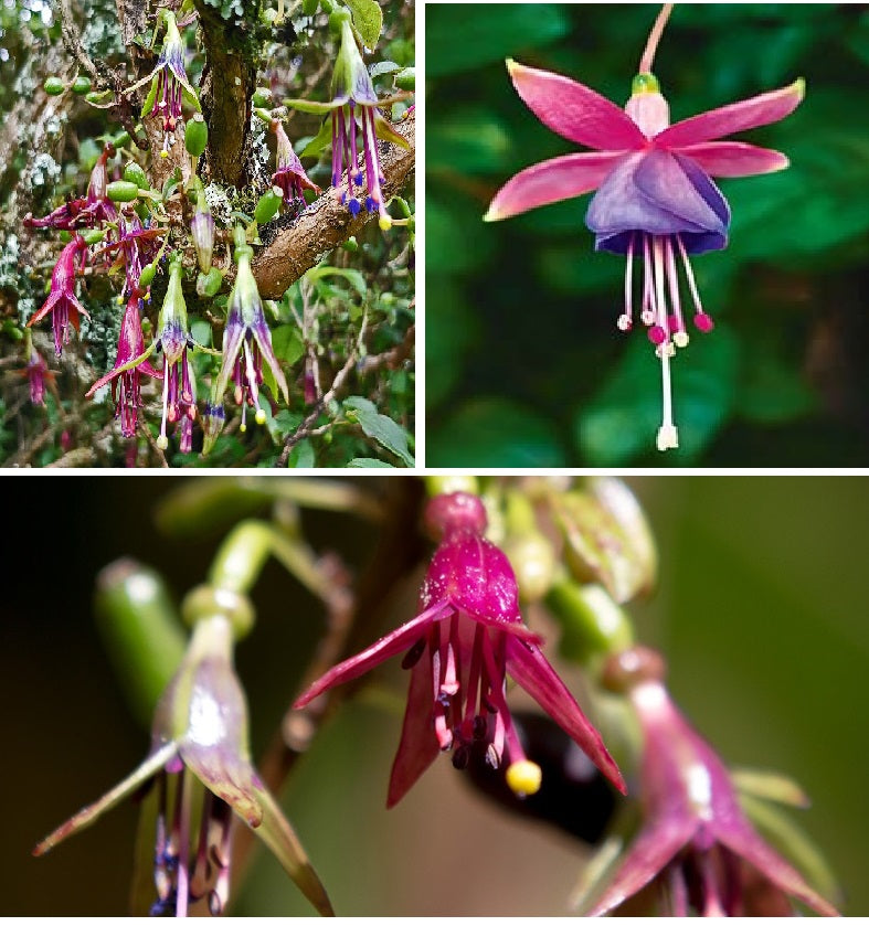 Tree Fuchsia | Fuchsia Excorticata | 25+ seeds | New Zealand | Kōtukutuku