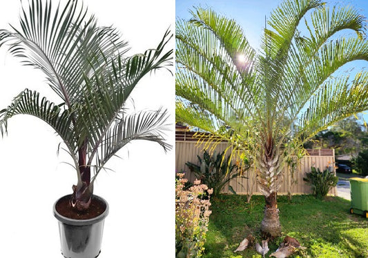 Triangle Palm | Dypsis Decaryi | 5 fresh seeds | Houseplant