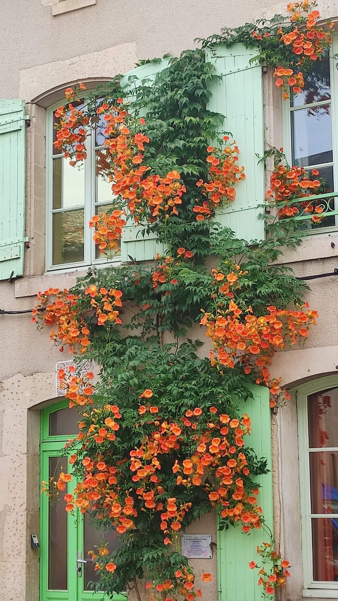 Trumpet Vine | Campsis Radicans | 50+ seeds | Vigorous Climber
