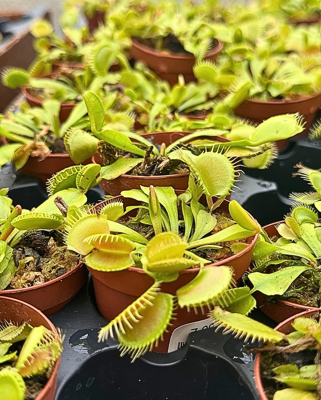 Venus Fly Trap Seeds | 20+ Dionaea Muscipula | 2024 Harvest