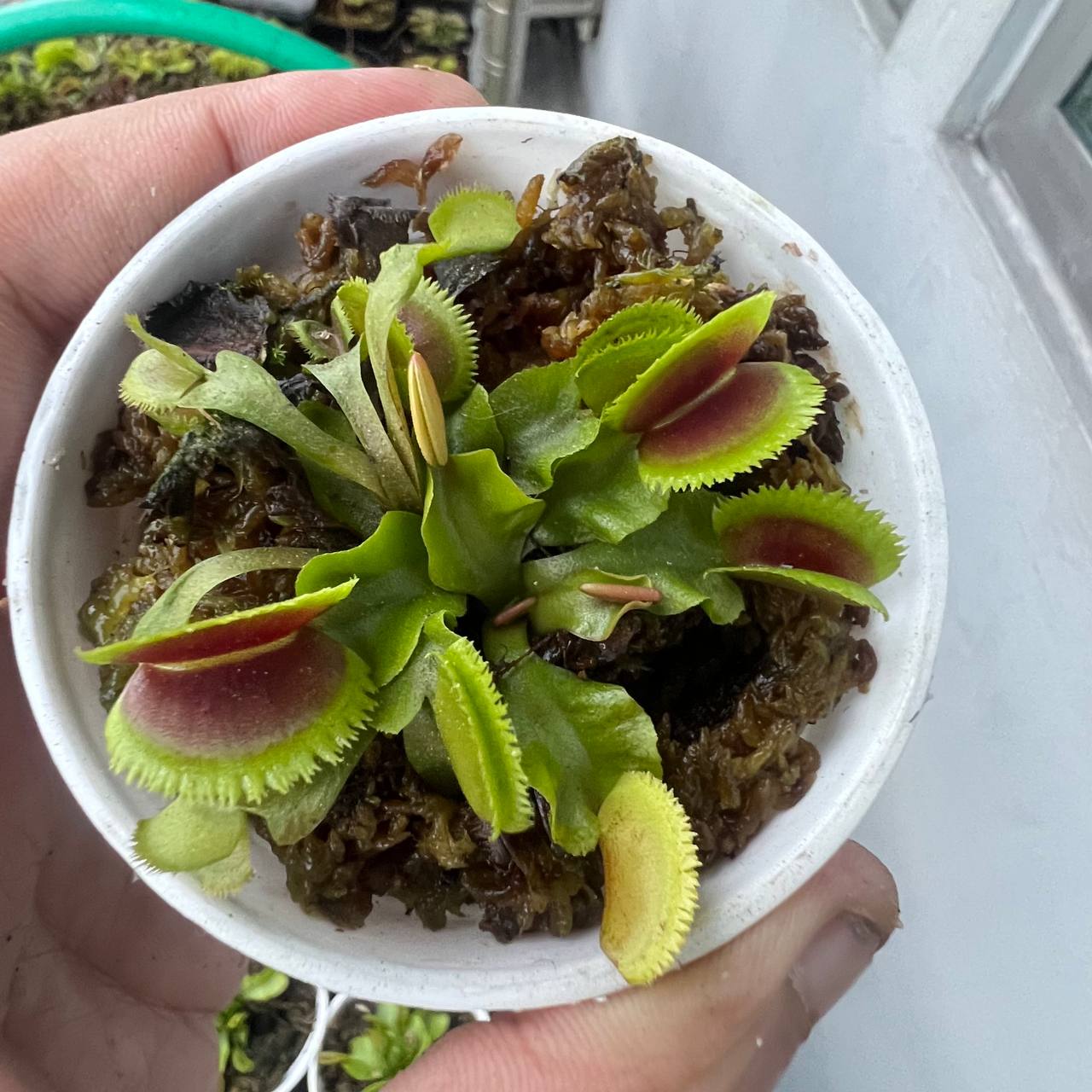 Venus Fly Trap Seeds | 20+ Dionaea Muscipula | 2024 Harvest