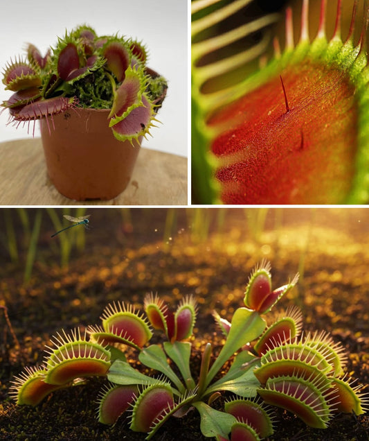 Venus Fly Trap Seeds | 20+ Dionaea Muscipula | 2024 Harvest