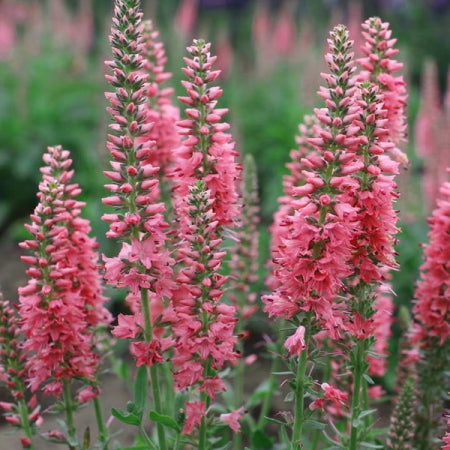 Veronica 'Pink Shades' | 50+ seeds | Speedwell | Perennial