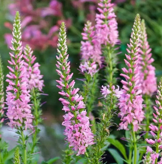 Veronica 'Pink Shades' | 50+ seeds | Speedwell | Perennial