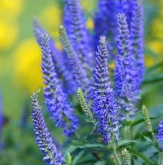 Veronica Blue Shades | 50+ seeds | Speedwell | Perennial | Low Maintenance