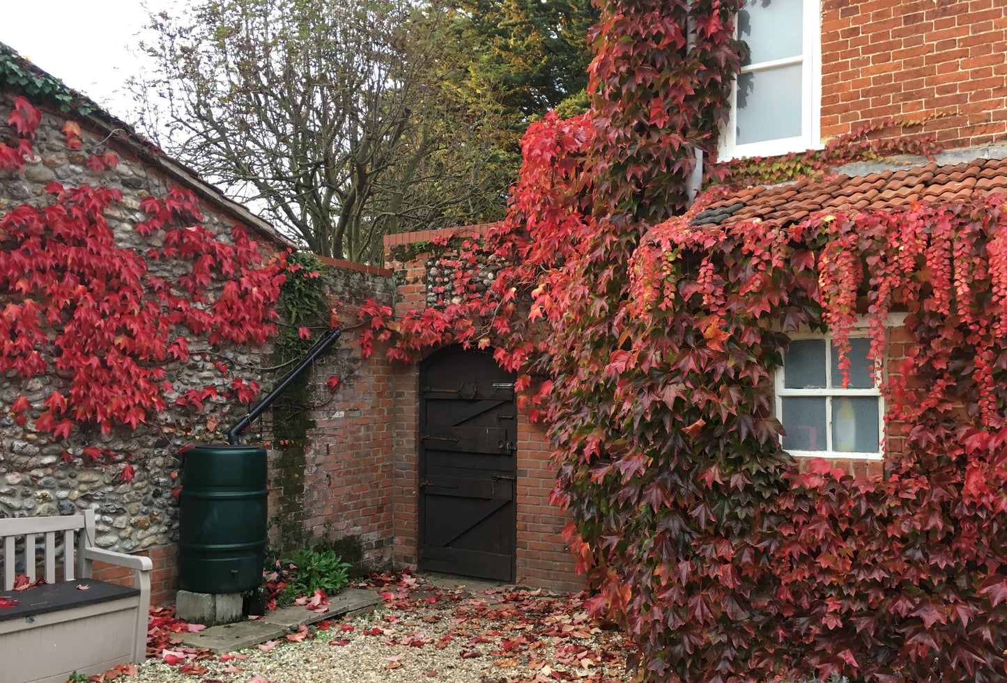 Virginia Creeper Parthenocissus Quinquefolia in 13cm pot
