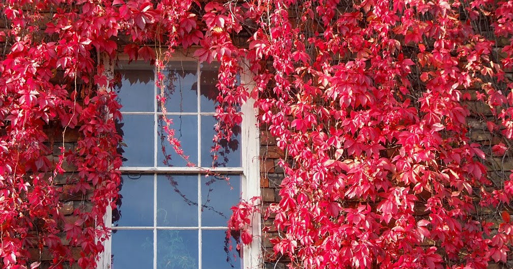 Virginia Creeper Parthenocissus Quinquefolia in 13cm pot