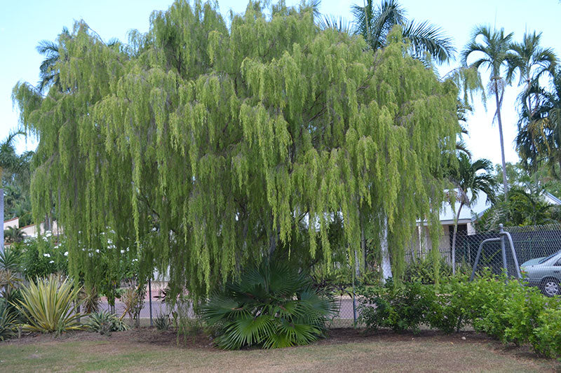 Weeping Tea Tree (Leptospermum Madidum) | 20+ seeds | Bonsai