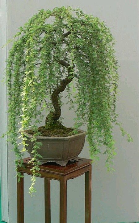 Weeping Tea Tree (Leptospermum Madidum) | 20+ seeds | Bonsai