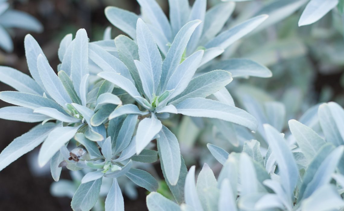 White Sage | Salvia Apiana | 50+ seeds | Smudging