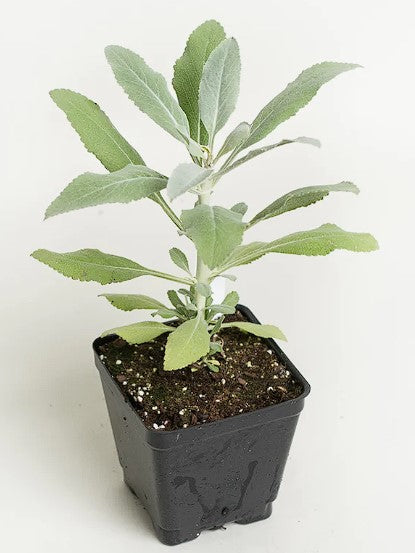 White Sage | Salvia Apiana | 50+ seeds | Smudging