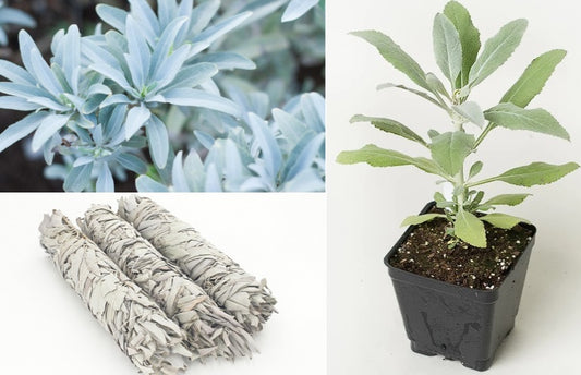 White Sage | Salvia Apiana | 50+ seeds | Smudging