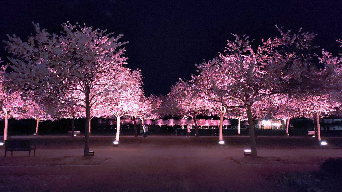 Cherry Tree seeds | Prunus Avium | 25+ seeds