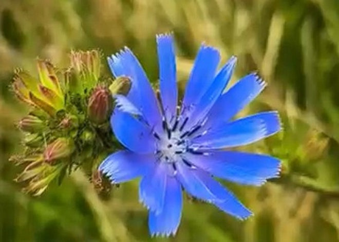 Wild Chicory | Cichorium Intybus | Bulk 7500 Seeds | Wildflower | Herb