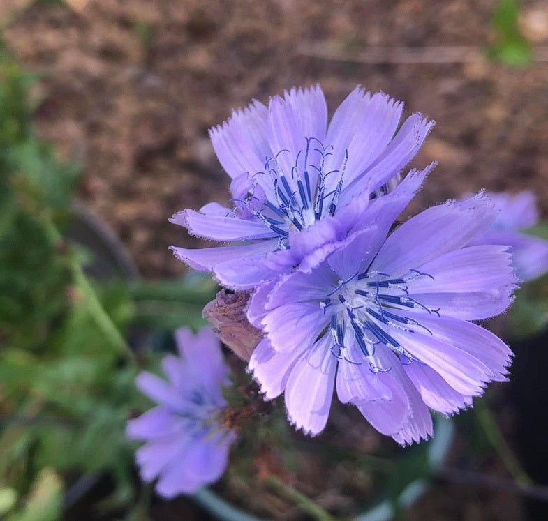 Wild Chicory | Cichorium Intybus | Bulk 7500 Seeds | Wildflower | Herb