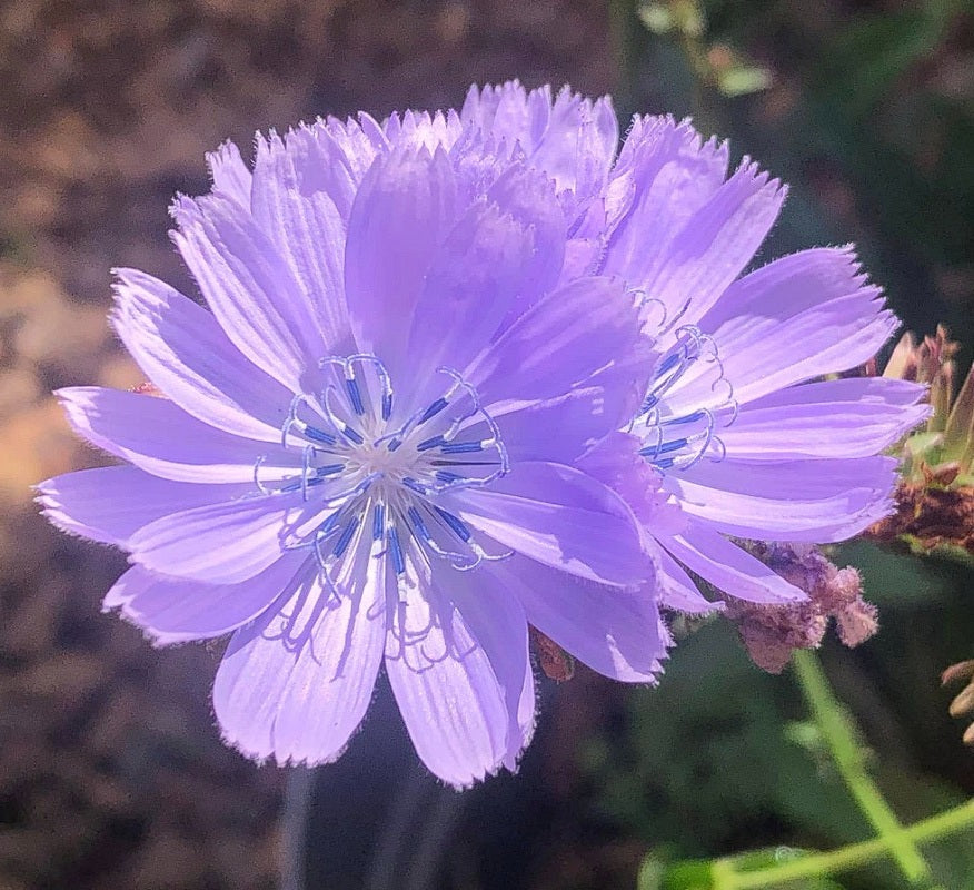 Wild Chicory | Cichorium Intybus | Bulk 7500 Seeds | Wildflower | Herb