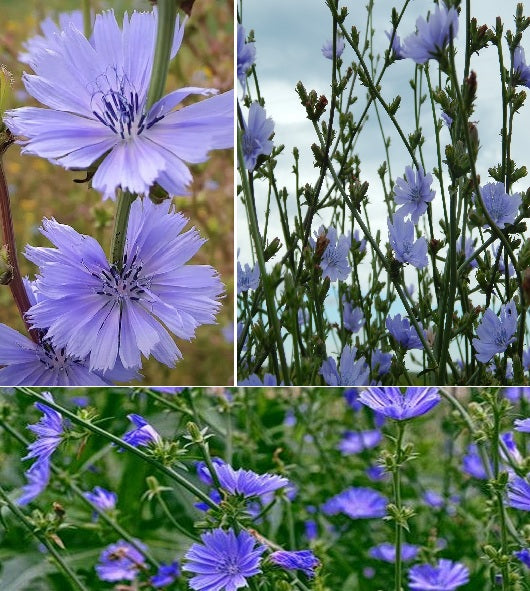 Wild Chicory | Cichorium Intybus | Bulk 7500 Seeds | Wildflower | Herb