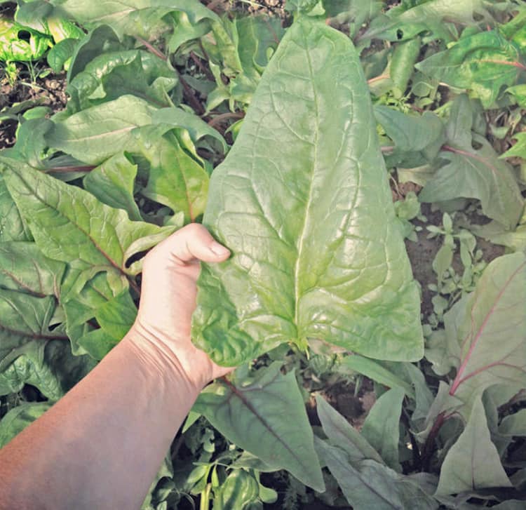 Giant Winter Spinach | 200+ seeds | Year Round | Microgreens | Very Easy