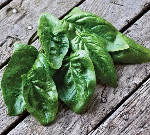 Giant Winter Spinach | 200+ seeds | Year Round | Microgreens | Very Easy