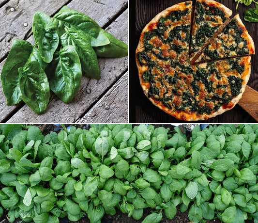 Giant Winter Spinach | 200+ seeds | Year Round | Microgreens | Very Easy