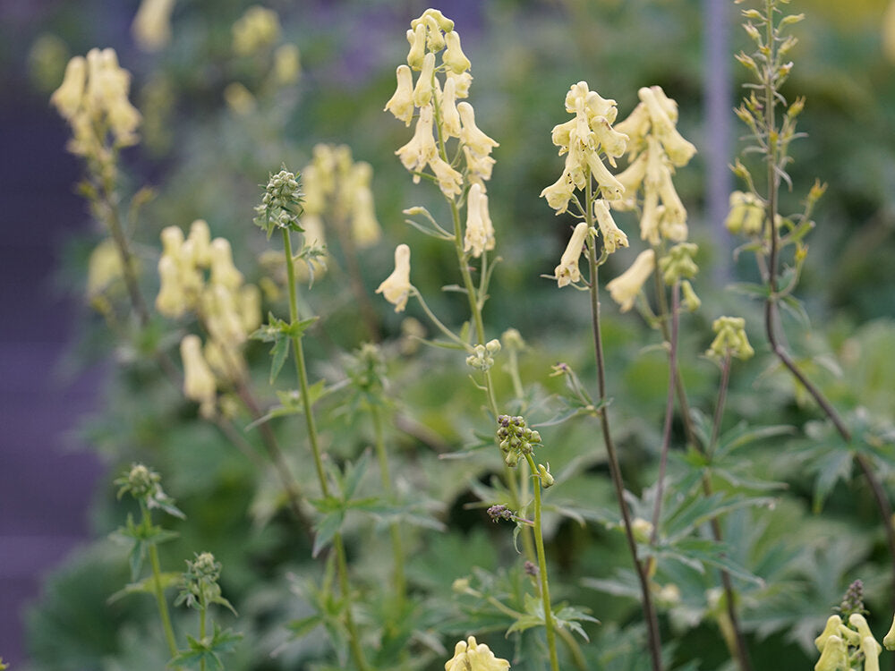 Wolfsbane (Aconitum Vulparia) | 30+ seeds Monkshood | Magical