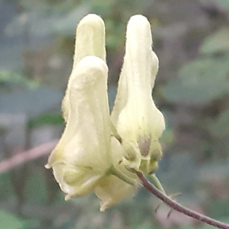 Wolfsbane (Aconitum Vulparia) | 60+ seeds Monkshood | Magical