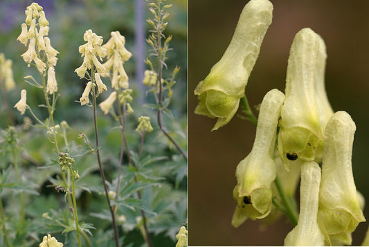 Wolfsbane (Aconitum Vulparia) | 30+ seeds Monkshood | Magical