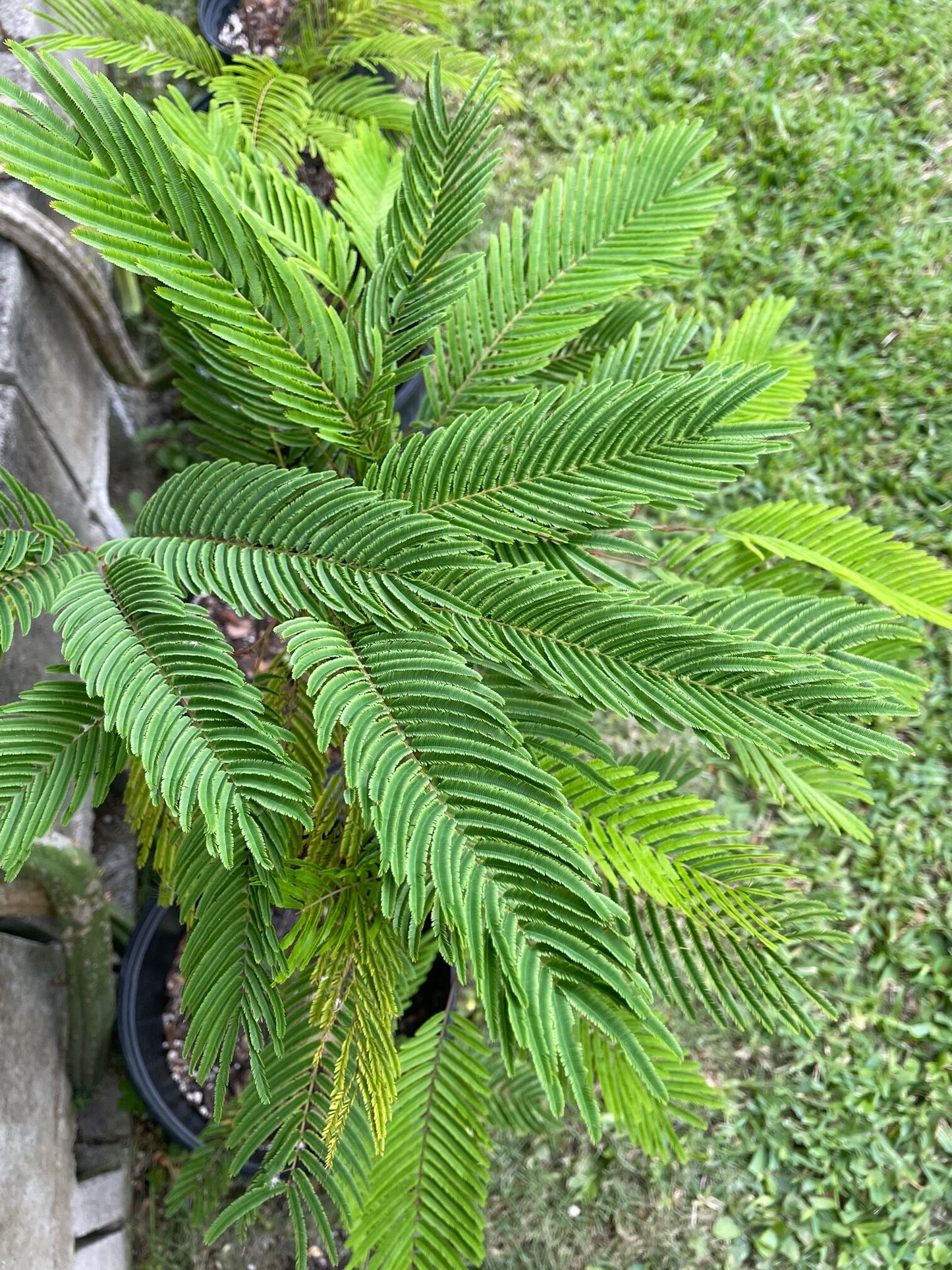 Yopo | 20+ seeds | Anadenanthera Peregrina | Jopo
