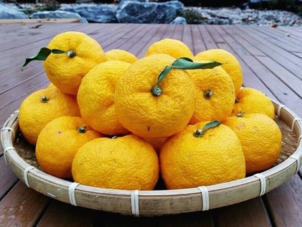 Japanese Yuzo (Citrus Junos) | 8 seeds | Lemon | Very Rare