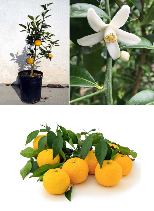 Japanese Yuzo (Citrus Junos) | 8 seeds | Lemon | Very Rare